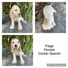 Load image into Gallery viewer, .💗PAIGE - Female Cocker Spaniel - Ready Now💗