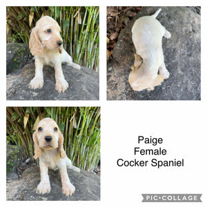 .💗PAIGE - Female Cocker Spaniel - Ready Now💗