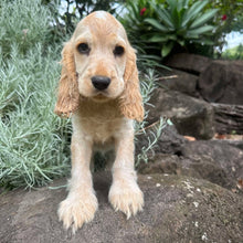 Load image into Gallery viewer, .💗PAIGE - Female Cocker Spaniel - Ready Now💗