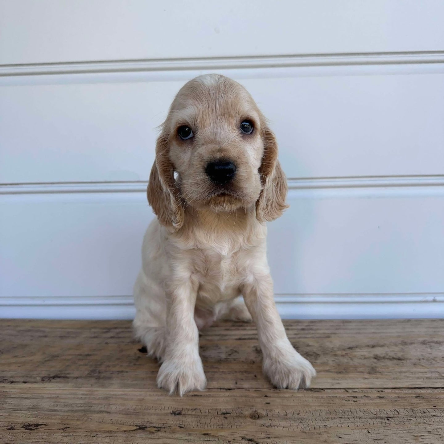 PAIGE - Female Cocker Spaniel - Ready 4th Feb