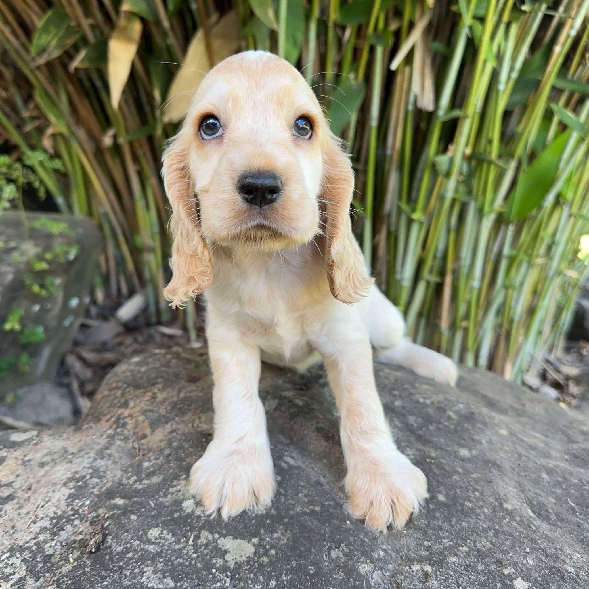 Spaniel Dog Lemon And White Cocker Spaniel Tan Smallest Cocker