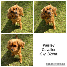 Load image into Gallery viewer, PENELOPE - Female Toy Cavoodle - Ready 2nd September