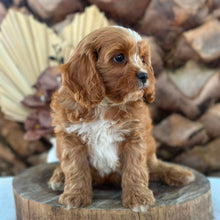 Load image into Gallery viewer, PARKER - Male Toy Cavoodle - Ready Now