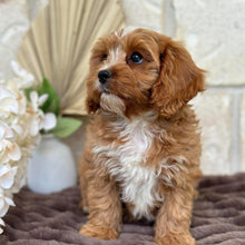Load image into Gallery viewer, PARKER - Male Toy Cavoodle - Ready for Home NOW