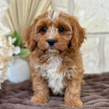 Load image into Gallery viewer, PARKER - Male Toy Cavoodle - Ready for Home NOW