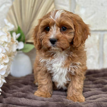 Load image into Gallery viewer, PARKER - Male Toy Cavoodle - Ready for Home NOW