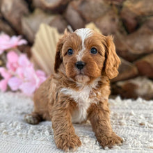 Load image into Gallery viewer, PARKER - Male Toy Cavoodle - Ready 2nd September