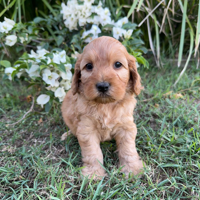 PARKER - Male Mini Spoodle - Ready 8th May