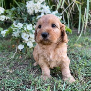 PARKER - Male Mini Spoodle - Ready 8th May