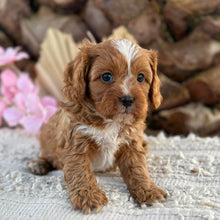 Load image into Gallery viewer, PARKER - Male Toy Cavoodle - Ready 2nd September
