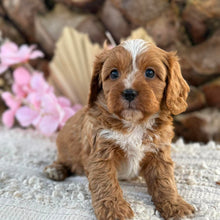 Load image into Gallery viewer, PARKER - Male Toy Cavoodle - Ready 2nd September
