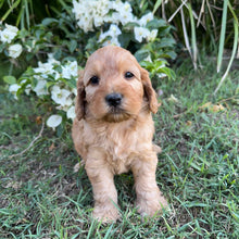 Load image into Gallery viewer, PARKER - Male Mini Spoodle - Ready 8th May