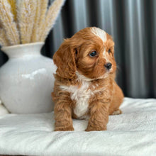 Load image into Gallery viewer, PARKER - Male Toy Cavoodle - Ready 2nd Sept