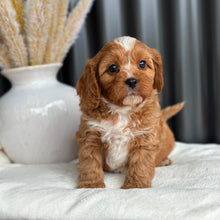 Load image into Gallery viewer, PARKER - Male Toy Cavoodle - Ready 2nd Sept