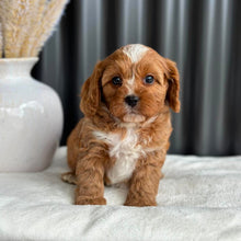 Load image into Gallery viewer, PARKER - Male Toy Cavoodle - Ready 2nd Sept