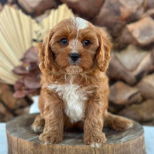 Load image into Gallery viewer, PARKER - Male Toy Cavoodle - Ready Now
