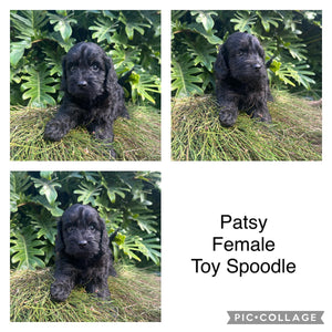PATSY - Female Toy Spoodle - Ready 4th May
