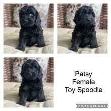 Load image into Gallery viewer, PATSY - Female Toy Spoodle - Ready 4th May