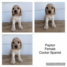 Load image into Gallery viewer, PAYTON - Female Cocker Spaniel - Ready 4th Feb