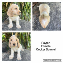 Load image into Gallery viewer, PAYTON - Female Cocker Spaniel - Ready 4th Feb