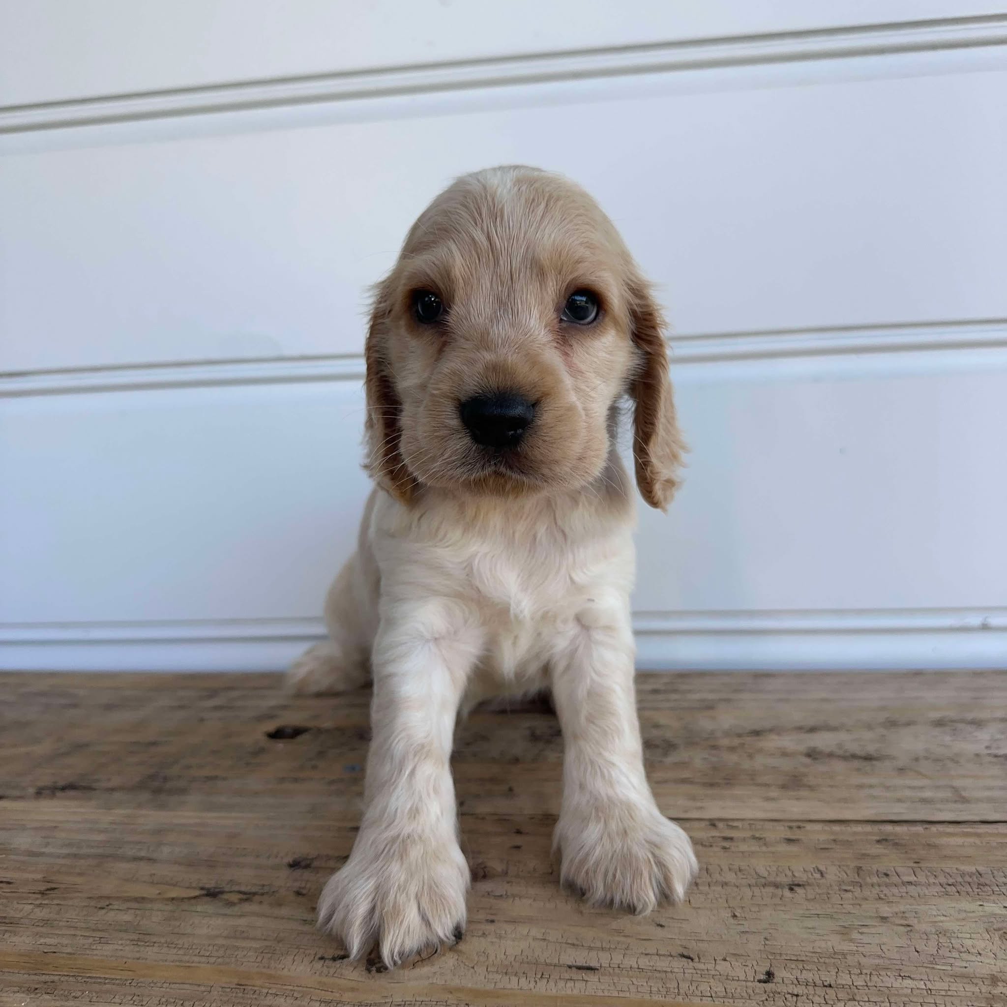 Cockapoo Breeders Blue Roan English Cocker Spaniel Puppies For