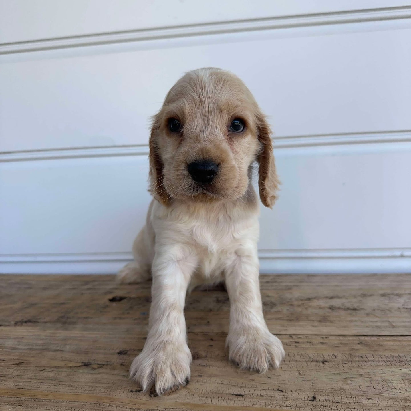 PAYTON - Female Cocker Spaniel - Ready 4th Feb