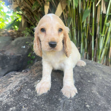 Load image into Gallery viewer, PAYTON - Female Cocker Spaniel - Ready 4th Feb