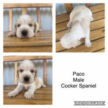 Load image into Gallery viewer, PACO - Male Cocker Spaniel - Ready 4th Feb