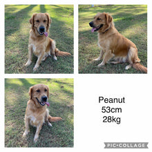 Load image into Gallery viewer, PEANUT - Female Golden Retriever - Adult Rehomer - Ready This weekend