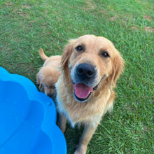 Load image into Gallery viewer, PEANUT - Female Golden Retriever - Adult Rehomer - Ready This weekend