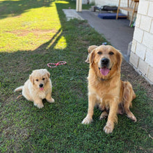 Load image into Gallery viewer, PEANUT - Female Golden Retriever - Adult Rehomer - Ready This weekend
