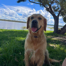 Load image into Gallery viewer, PEANUT - Female Golden Retriever - Adult Rehomer - Ready This weekend