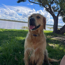 Load image into Gallery viewer, PEANUT - Female Golden Retriever - Adult Rehomer - Ready This weekend