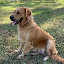 Load image into Gallery viewer, PEANUT - Female Golden Retriever - Adult Rehomer - Ready This weekend