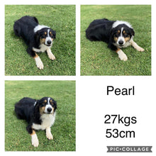 Load image into Gallery viewer, PORTIA - Female Australian Shepherd - Ready Now  🥳 MANAGERS BIRTHDAY SPECIAL