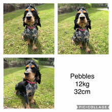 Load image into Gallery viewer, .💗PAIGE - Female Cocker Spaniel - Ready Now💗