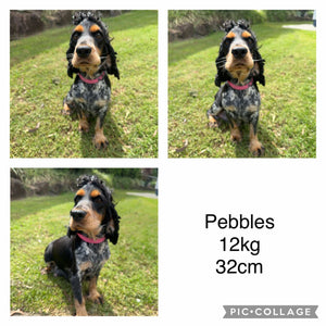 .💗PAIGE - Female Cocker Spaniel - Ready Now💗