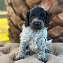 Load image into Gallery viewer, PEBBLES - Female Mini Spoodle - Ready 5th June