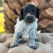 Load image into Gallery viewer, PEBBLES - Female Mini Spoodle - Ready 5th June