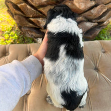 Load image into Gallery viewer, PEBBLES - Female Mini Spoodle - Ready 5th June