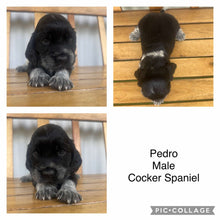 Load image into Gallery viewer, PEDRO - Male Cocker Spaniel - Ready 4th Feb