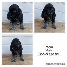 Load image into Gallery viewer, PEDRO - Male Cocker Spaniel - Ready 4th Feb