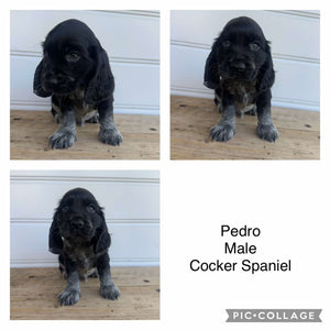 PEDRO - Male Cocker Spaniel - Ready 4th Feb