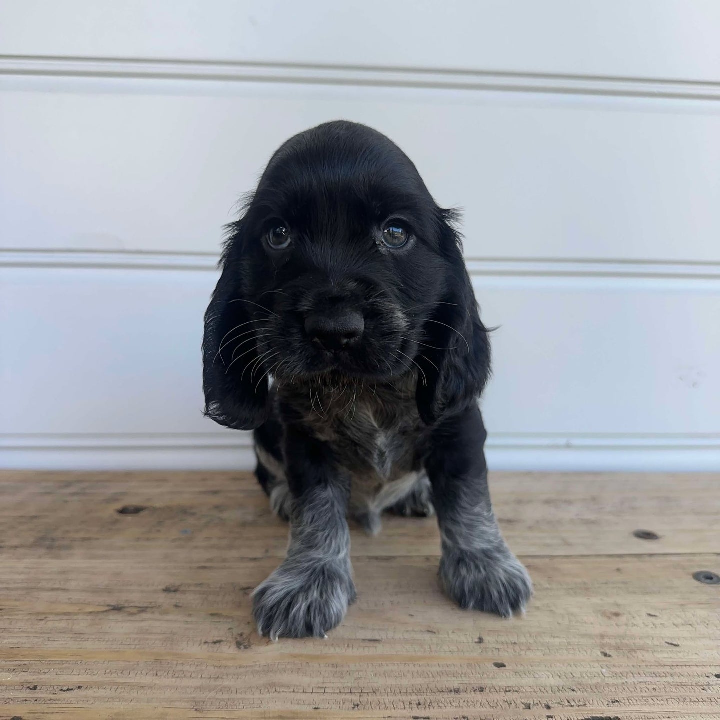 PEDRO - Male Cocker Spaniel - Ready 4th Feb