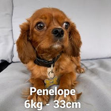 Load image into Gallery viewer, .PRINCE - Male Toy Cavoodle - Ready Now