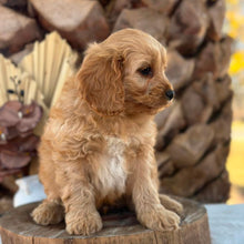 Load image into Gallery viewer, PENELOPE - Female Toy Cavoodle - Ready Now