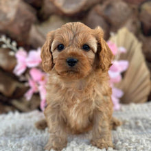 Load image into Gallery viewer, PENELOPE - Female Toy Cavoodle - Ready 2nd September