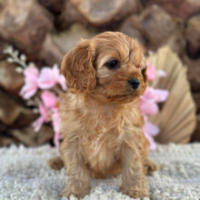 Load image into Gallery viewer, PENELOPE - Female Toy Cavoodle - Ready 2nd September