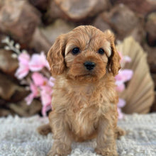 Load image into Gallery viewer, PENELOPE - Female Toy Cavoodle - Ready 2nd September