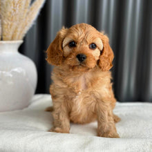 Load image into Gallery viewer, PENELOPE - Female Toy Cavoodle - Ready 2nd Sept
